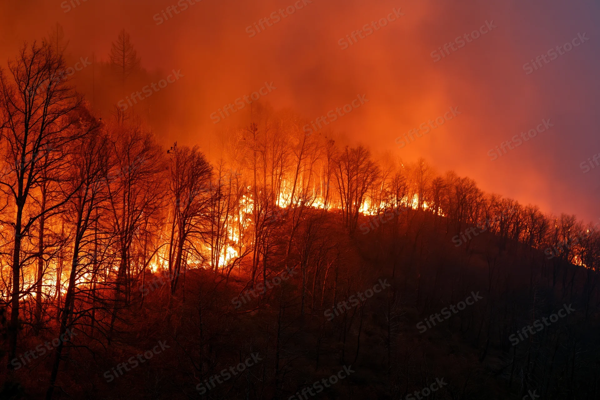 Wildfire burning through a forested hillside at night, flames consuming trees and filling the sky with smoke