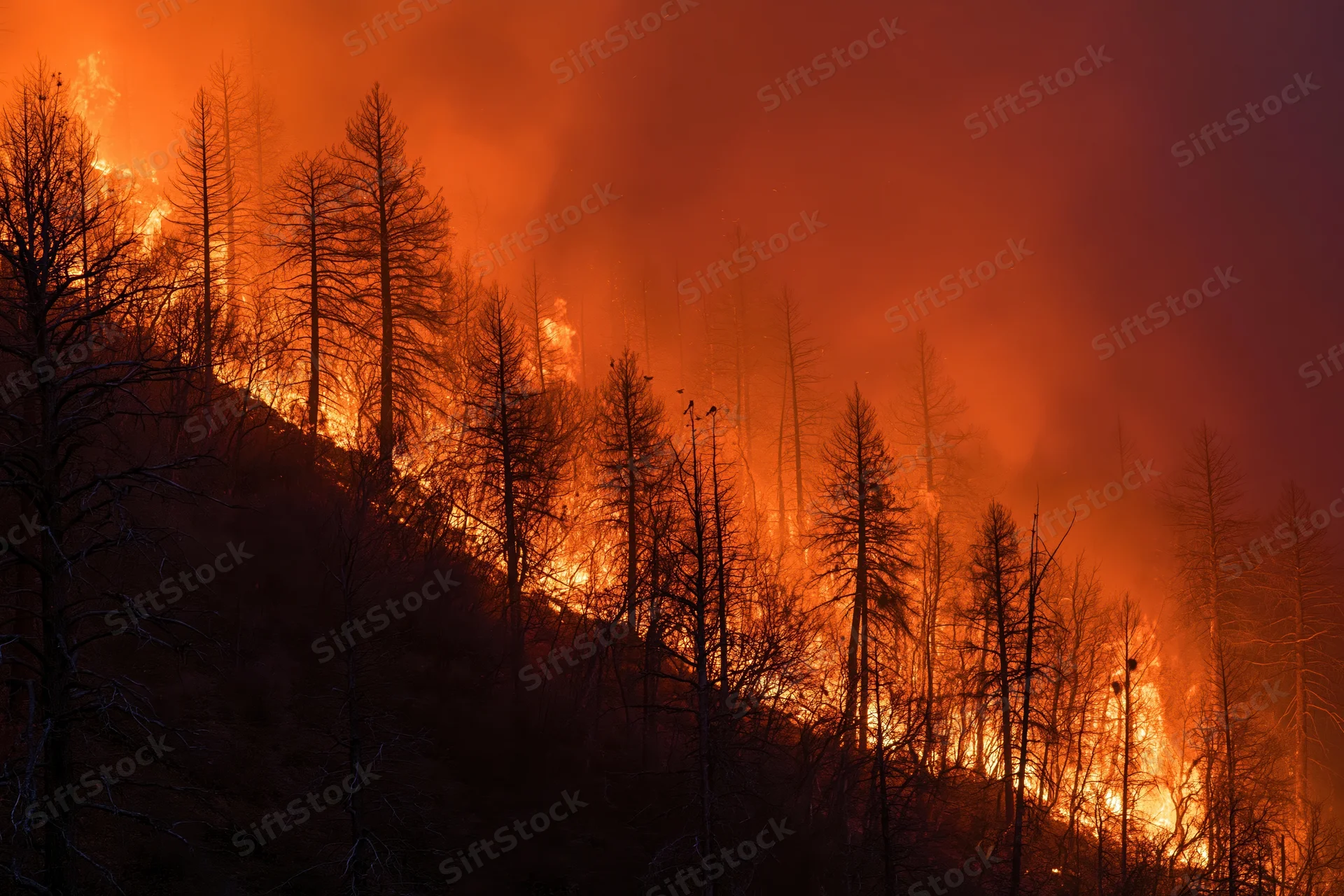Wildfire burning through a forested hillside at night, flames consuming trees and filling the sky with smoke