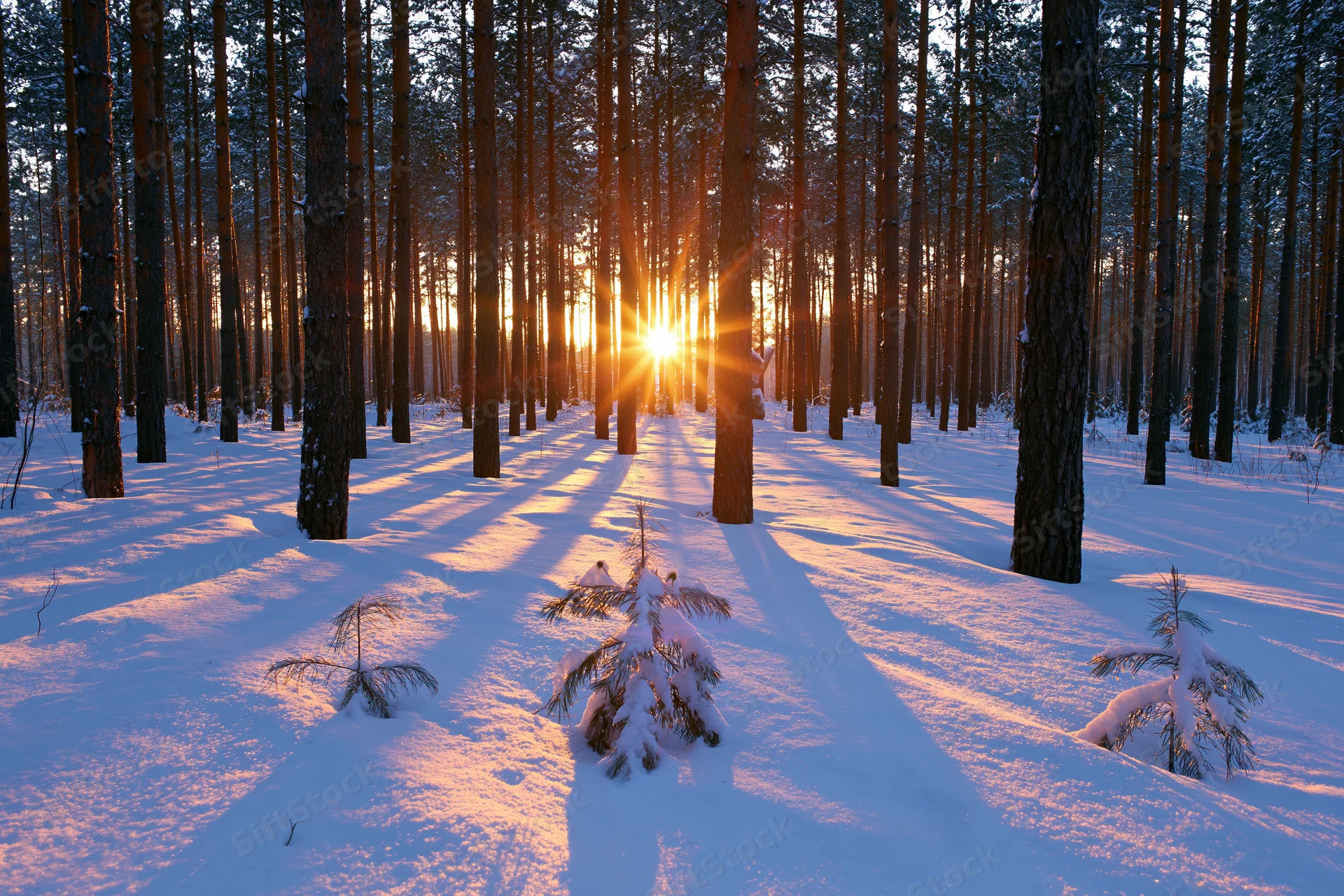 Golden sunset light bursting through tall pine trees in a snow-covered winter forest