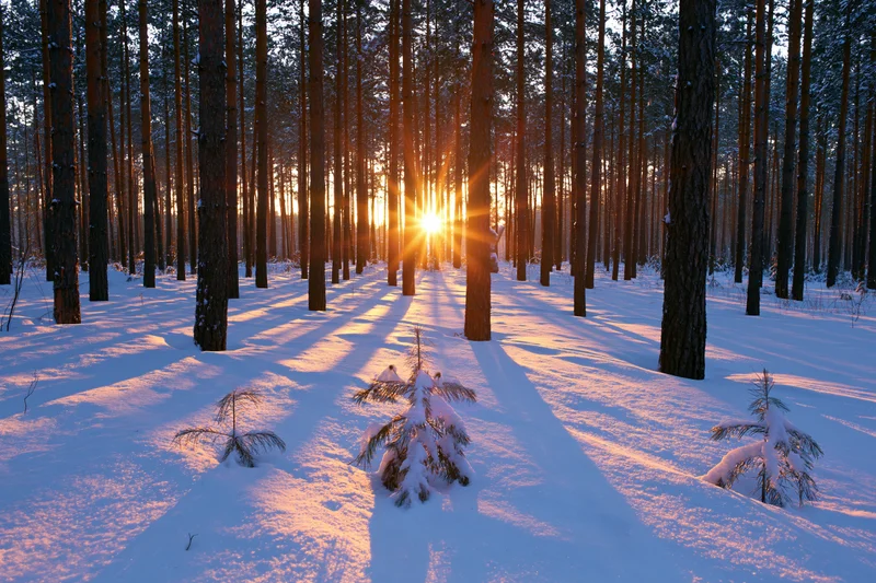 Golden sunset light bursting through tall pine trees in a snow-covered winter forest