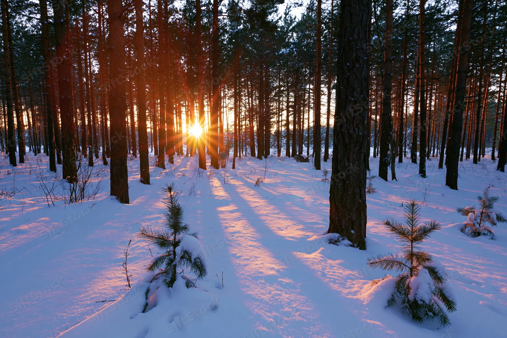 Winter pine forest at golden sunset with sun rays through tall trees on snow-covered ground