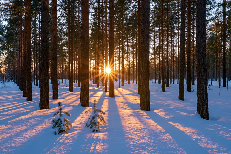 Golden sunset light bursting through tall pine trees in a snowy forest