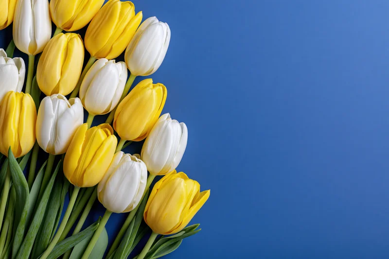 Yellow and white tulips arranged in a loose row along the left side against a blue background