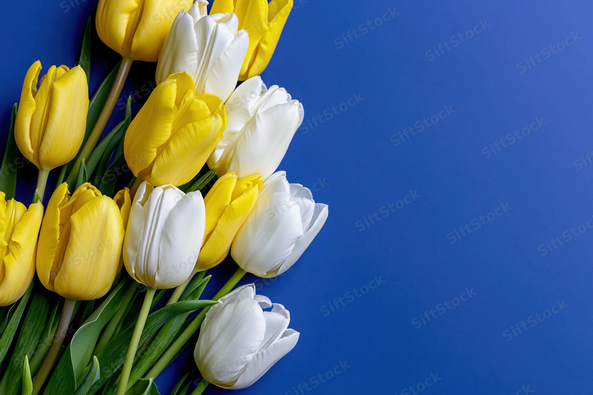 Yellow and white tulips arranged in a loose row along the left side on a blue background
