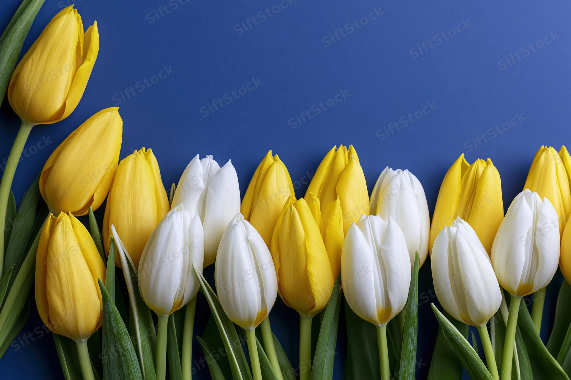 Yellow and white tulips arranged in a loose row along the left side against a blue background with copyspace on the right