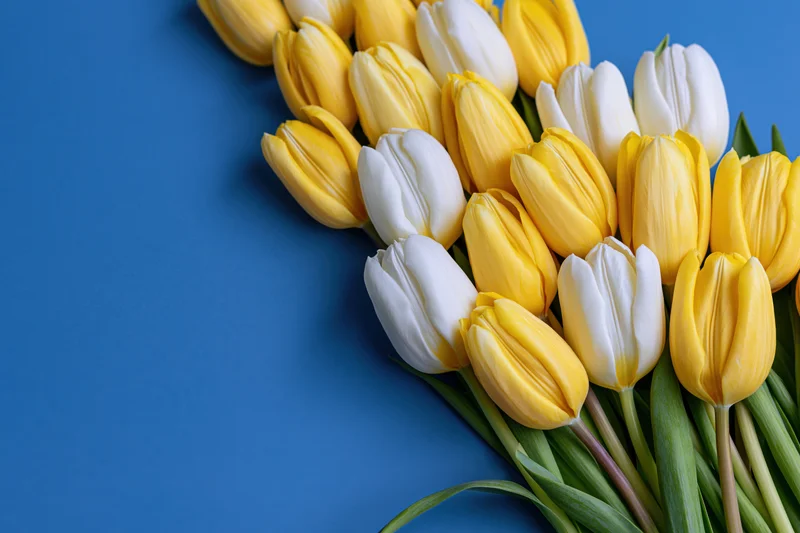 Yellow and white tulips arranged in a loose row on a blue background with copyspace on the left