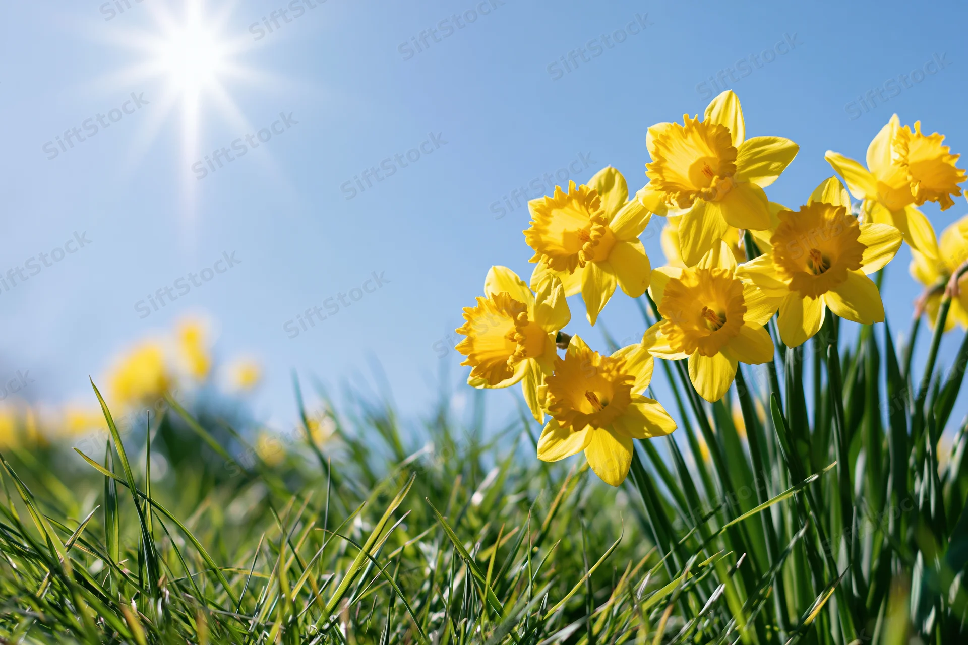 Yellow daffodils in full bloom growing in bright green grass under a clear blue sky with sunlight