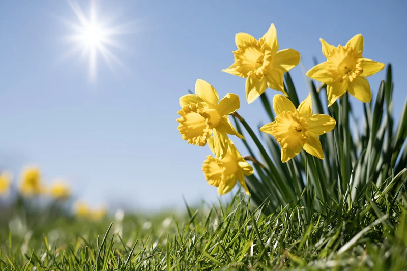 Yellow daffodils in full bloom growing in bright green grass under a clear blue sky with sunlight