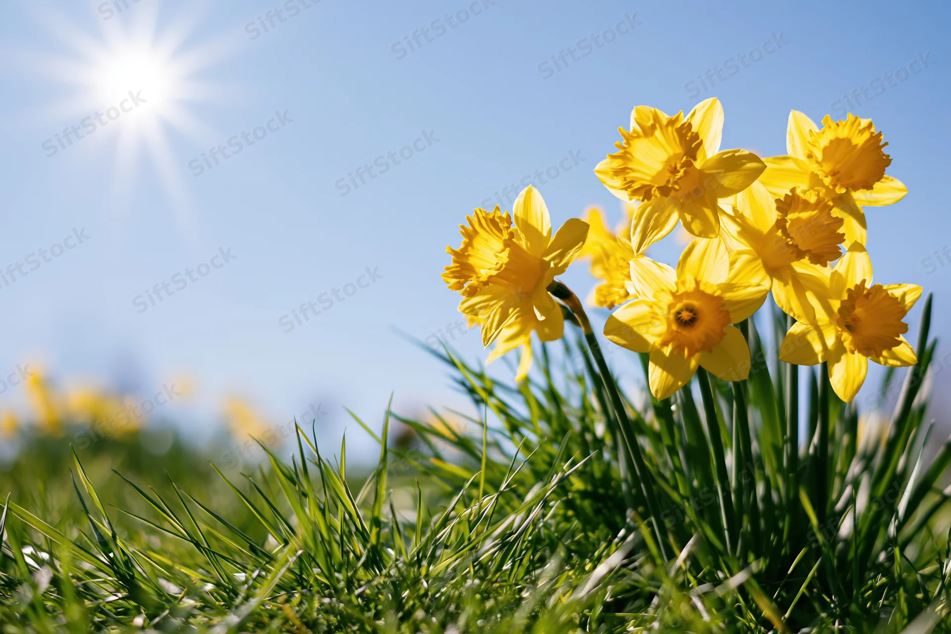 Yellow daffodils in full bloom growing in bright green grass under a clear blue sky with sunlight