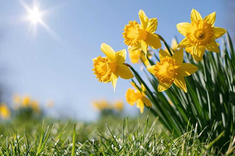 Yellow daffodils in full bloom growing in bright green grass under sunny blue sky