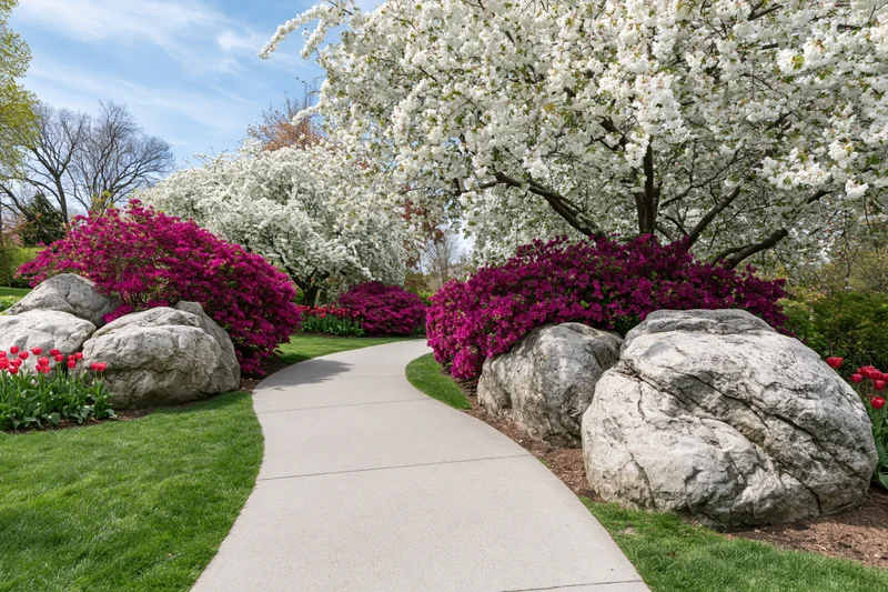 Curved concrete path winding through a garden with blooming cherry trees and magenta azaleas beside rocks and green lawn