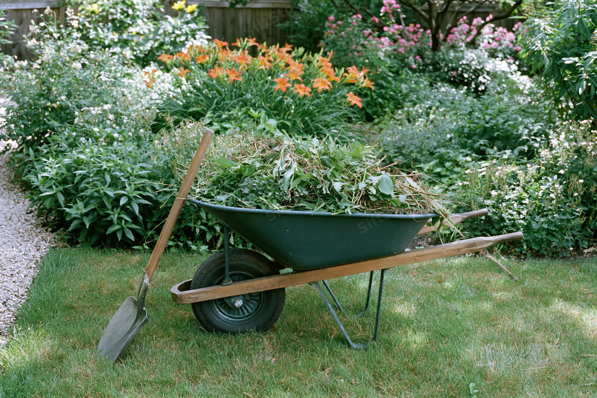 Dark green metal wheelbarrow filled with pulled weeds and garden debris on a grassy lawn beside flowering shrubs and a gravel path
