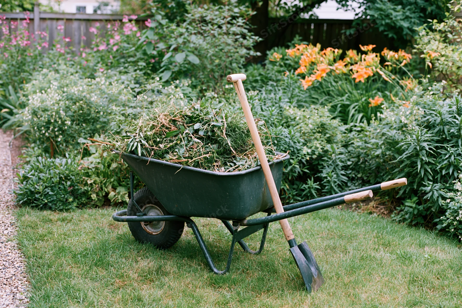 Dark green metal wheelbarrow filled with pulled weeds and a shovel resting against it in a garden with flowering plants and a gravel path