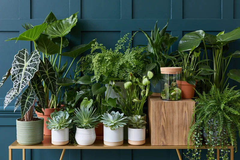 Diverse houseplants arranged on a gold-legged table against a teal paneled wall