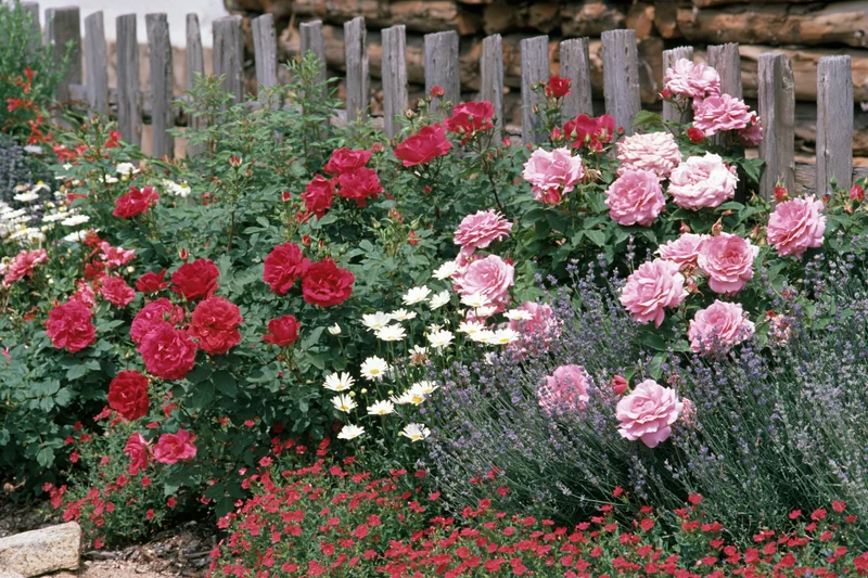 A cottage garden border in full summer bloom with pink and red roses, white daisies, and lavender along a wooden fence