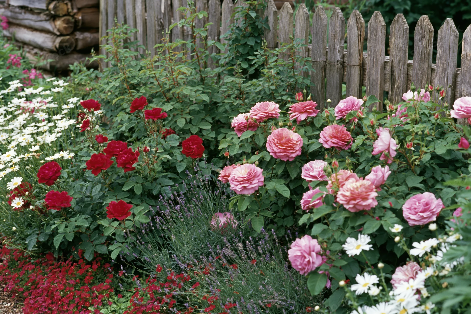 Densely planted cottage garden border in full summer bloom with pink and red roses, white daisies, and green foliage along a wooden fence
