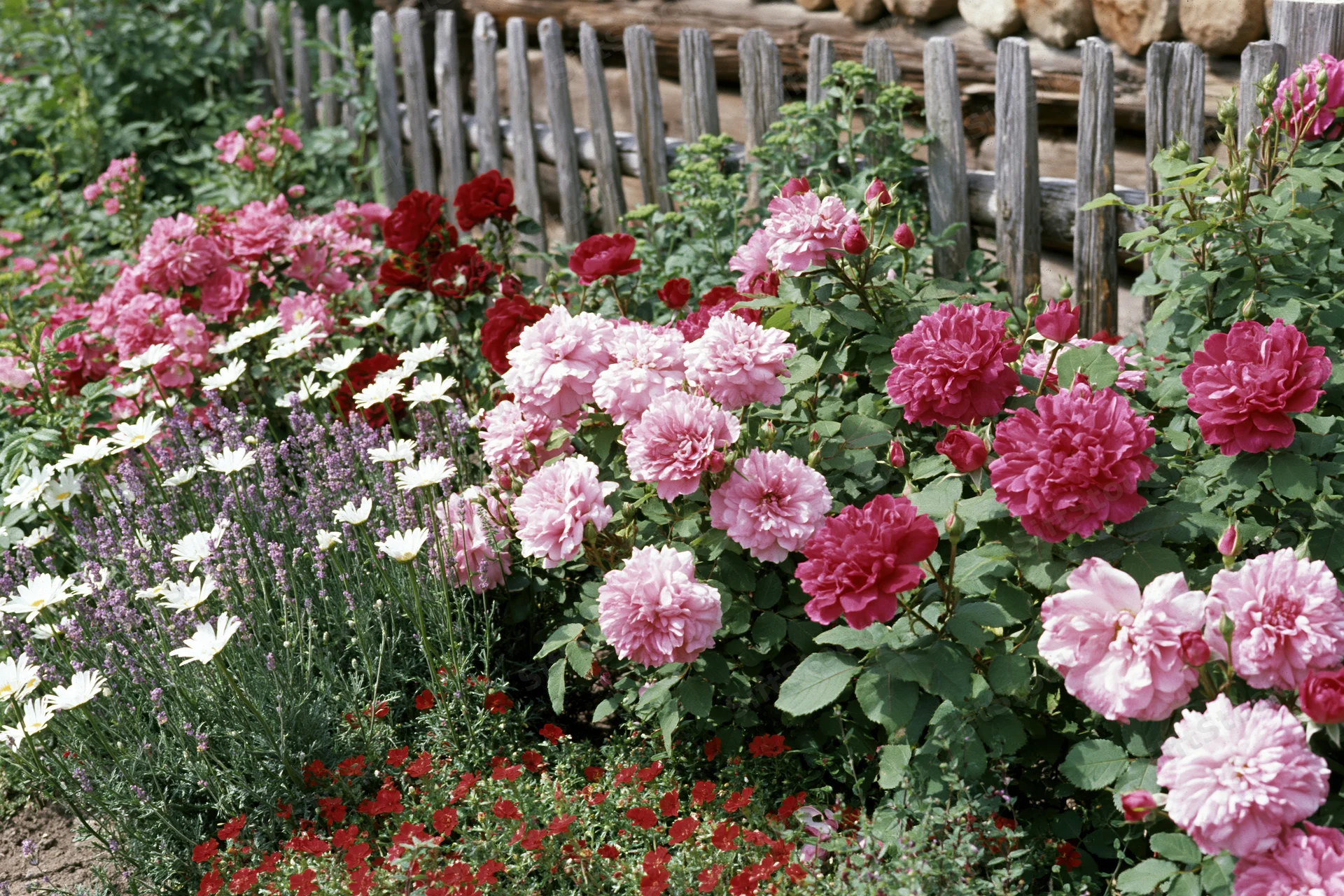 Densely planted cottage garden border in full summer bloom with pink red and white roses lavender and daisies