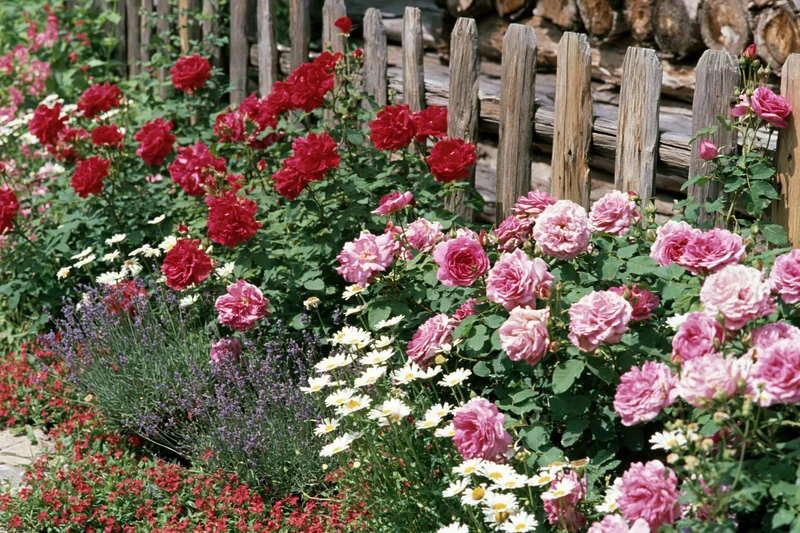 A cottage garden border in full summer bloom with red and pink roses, white daisies, and lavender beside a wooden picket fence
