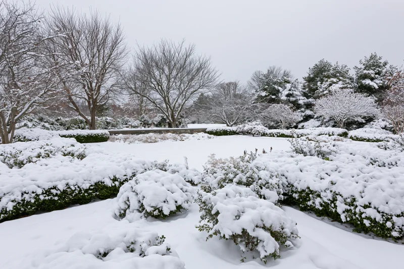 Snow-covered formal garden with hedgerows and bare trees under overcast sky