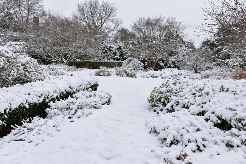 Snow-covered formal garden with hedgerows and bare trees along a path