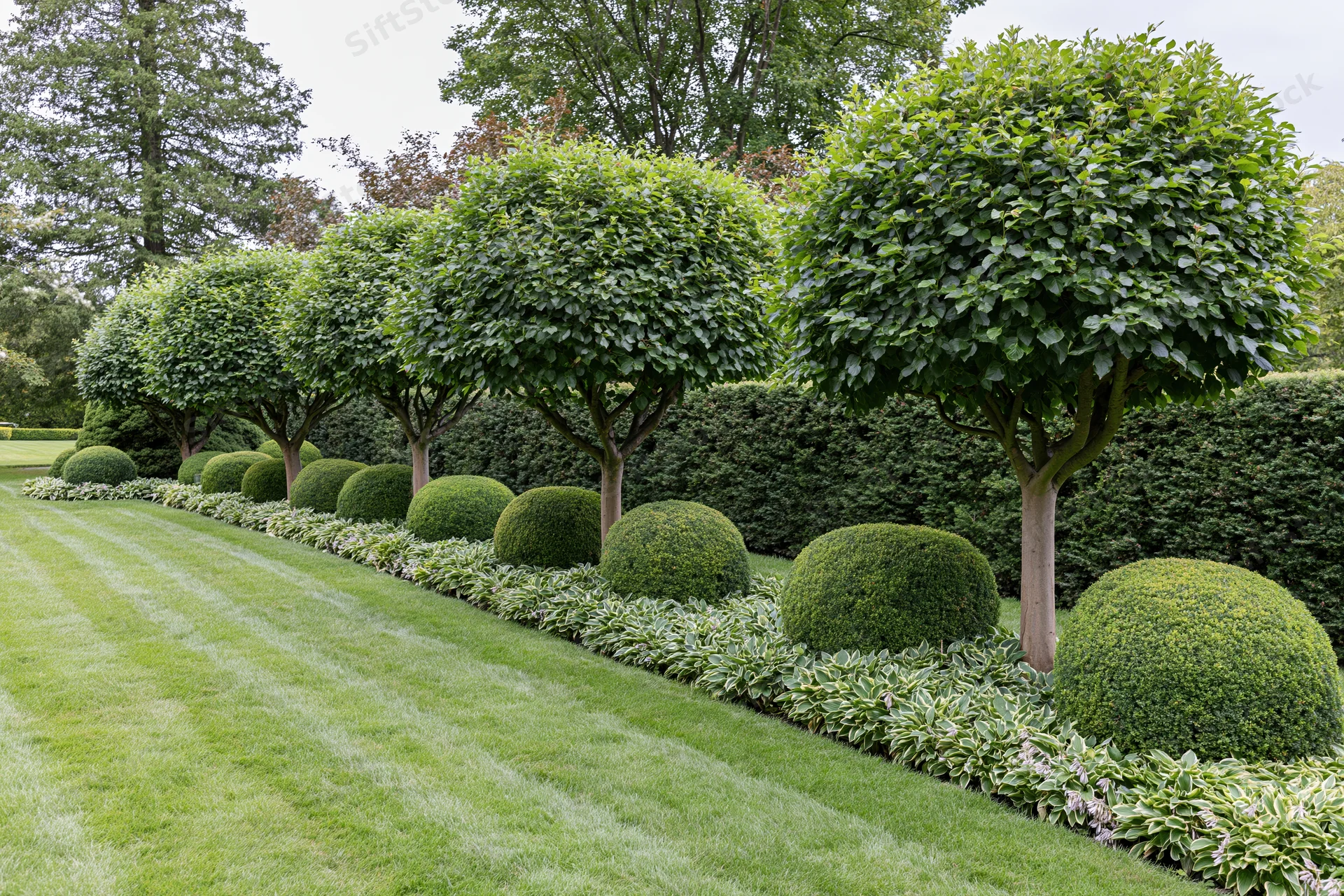 Row of standard-trained trees and spherical shrubs along a manicured lawn in a formal garden