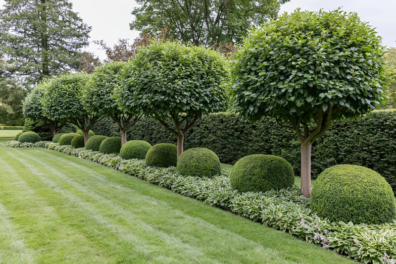 Row of standard-trained trees and spherical shrubs along a manicured lawn in a formal garden