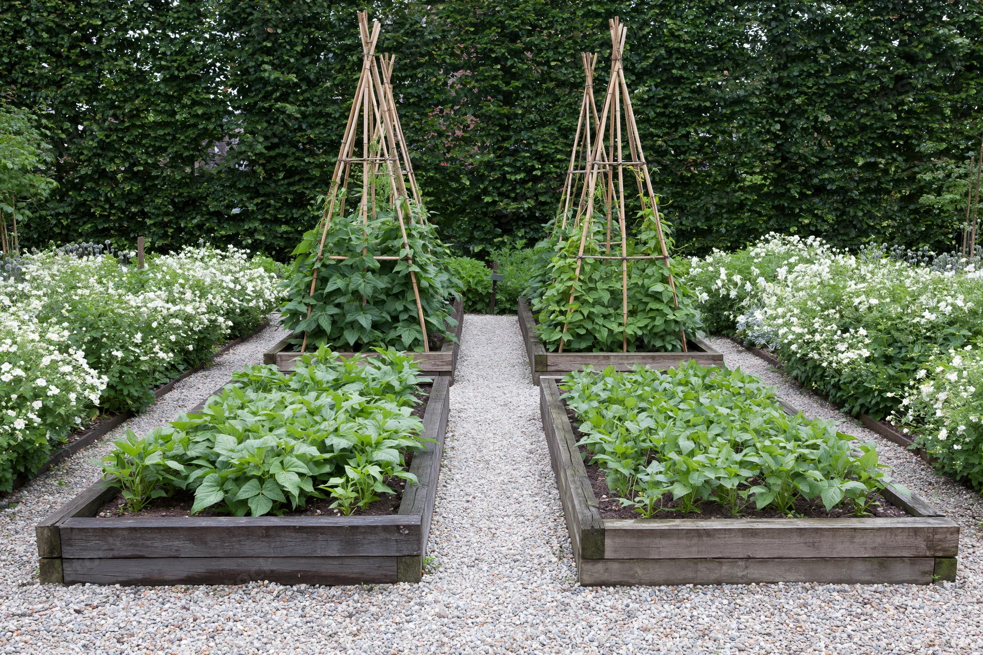 Four raised timber beds with bean plants and bamboo trellises in a gravel pathway garden