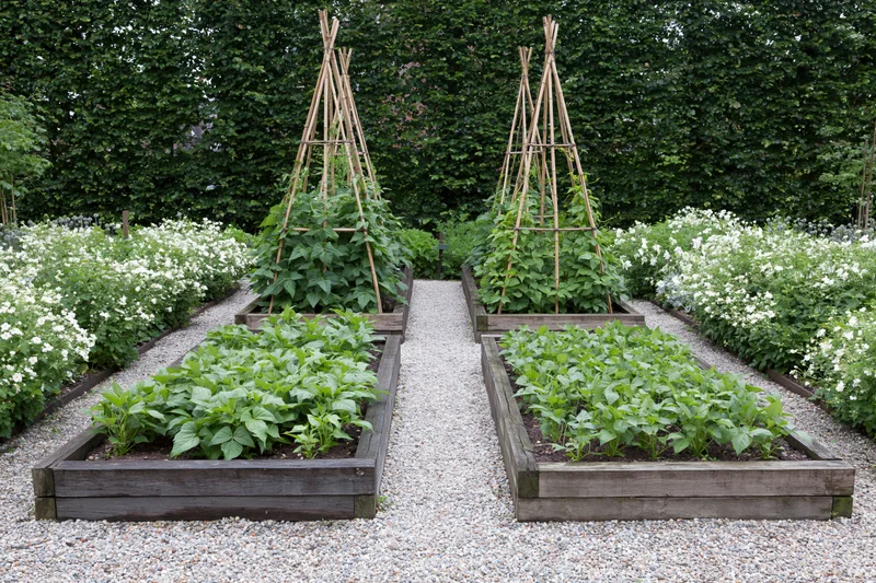 Four raised timber beds with bean plants and bamboo trellises in a gravel pathway garden