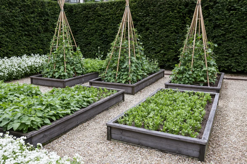 Formal kitchen garden with four raised timber beds arranged in rows, planted with leafy vegetables and climbing plants supported by bamboo trellises, surrounded by gravel and white flowers against a hedge backdrop