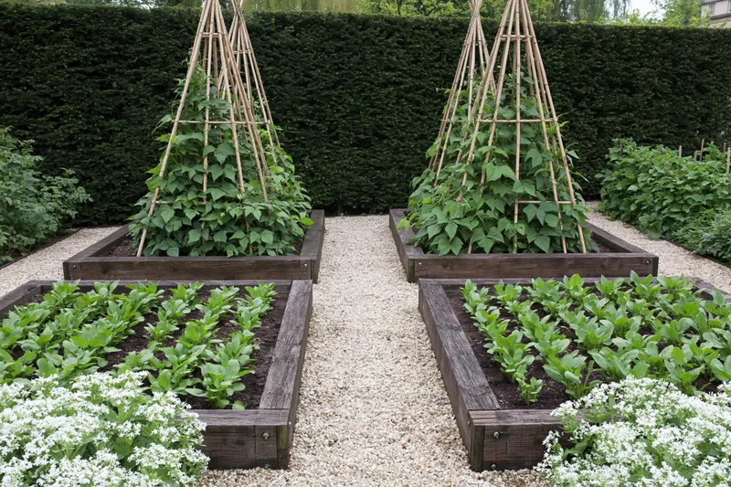 Four raised timber beds with vegetables and trellises in a formal kitchen garden bordered by hedge and gravel path