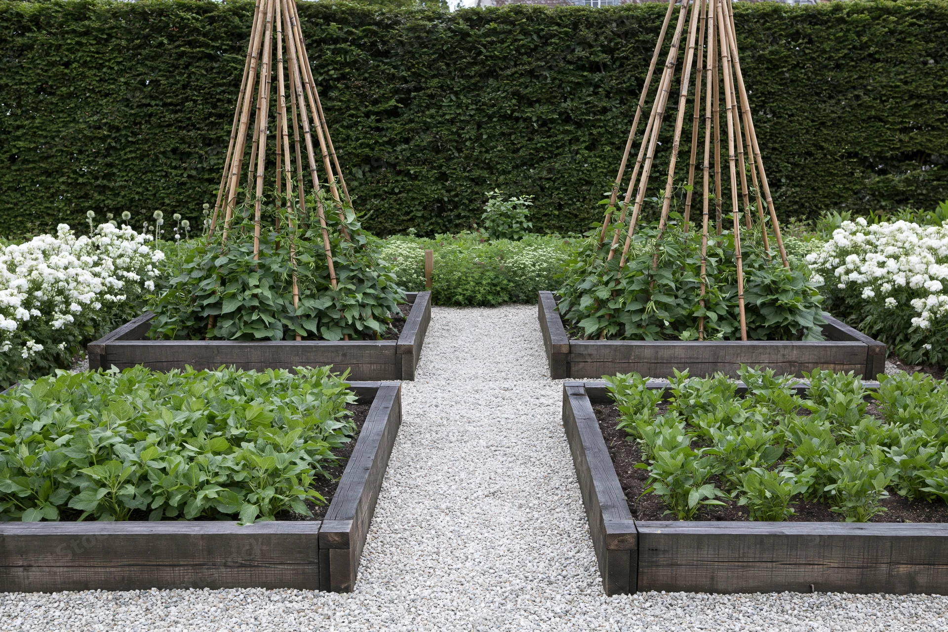 Four raised timber beds with green plants and bamboo trellises in a formal kitchen garden with gravel pathway and hedge border