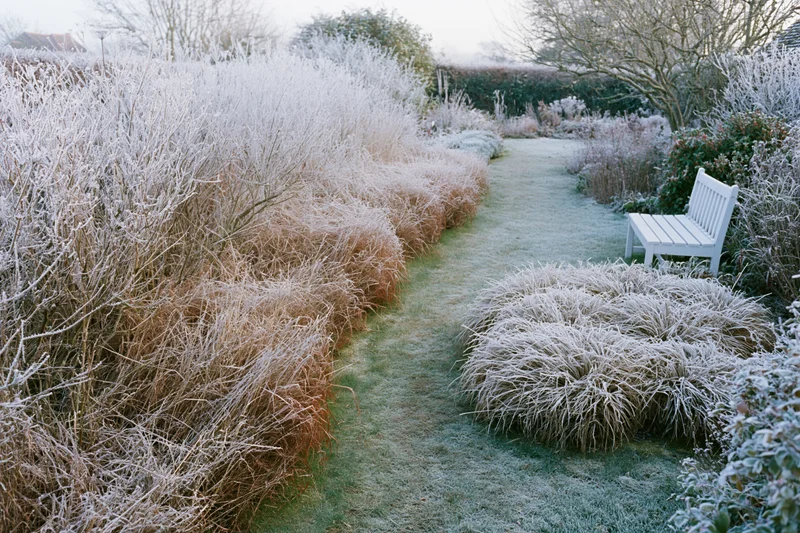 Frost-covered garden path lined with shrubs and a white bench in winter