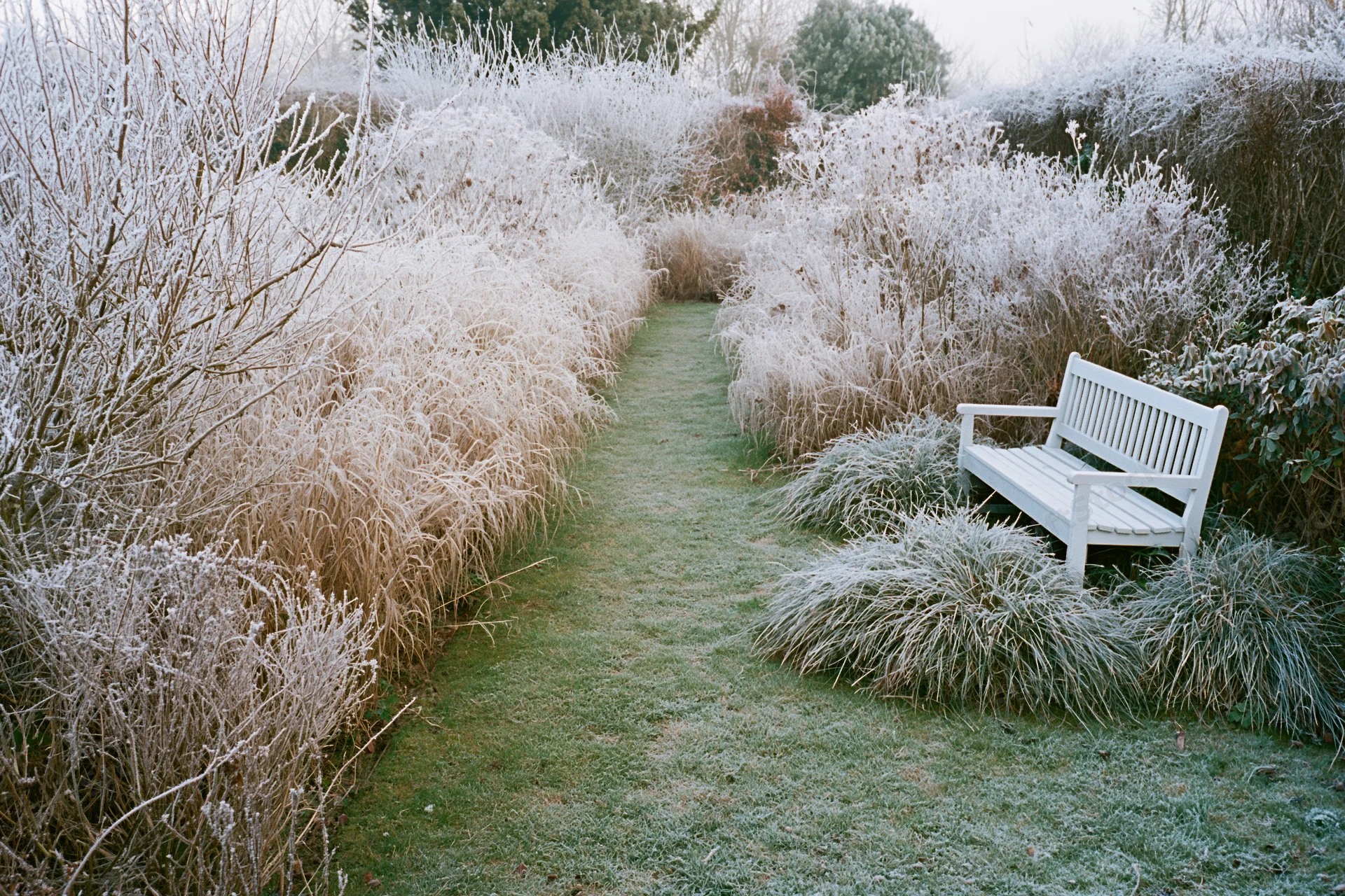 Frost-covered garden path with white bench surrounded by frosted shrubs and grass in winter
