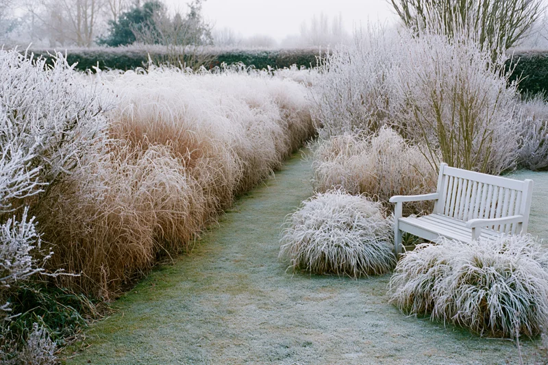 Frost-covered garden path lined with ornamental grasses and shrubs, leading to a white bench in winter