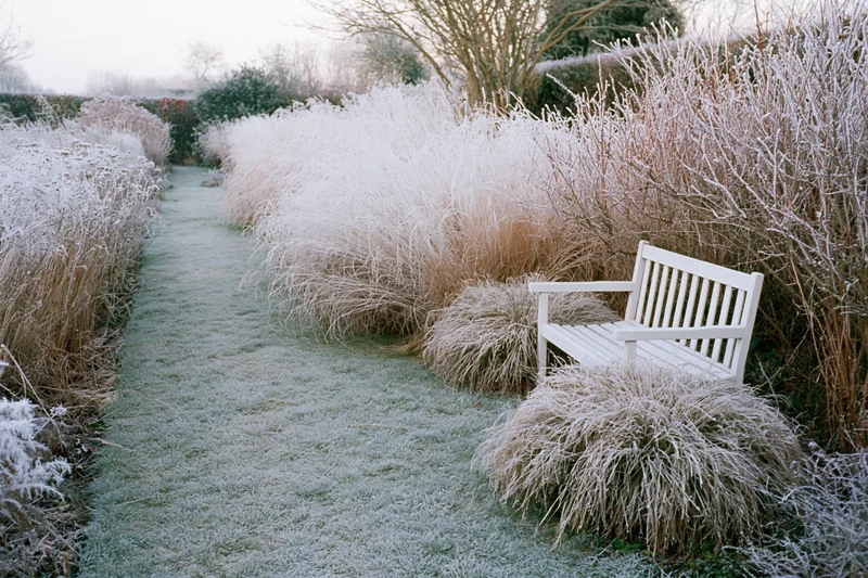 Frost-covered garden path lined with ornamental grasses and a white bench in winter