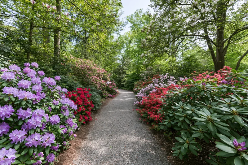Gravel path winding through blooming rhododendrons in a lush garden