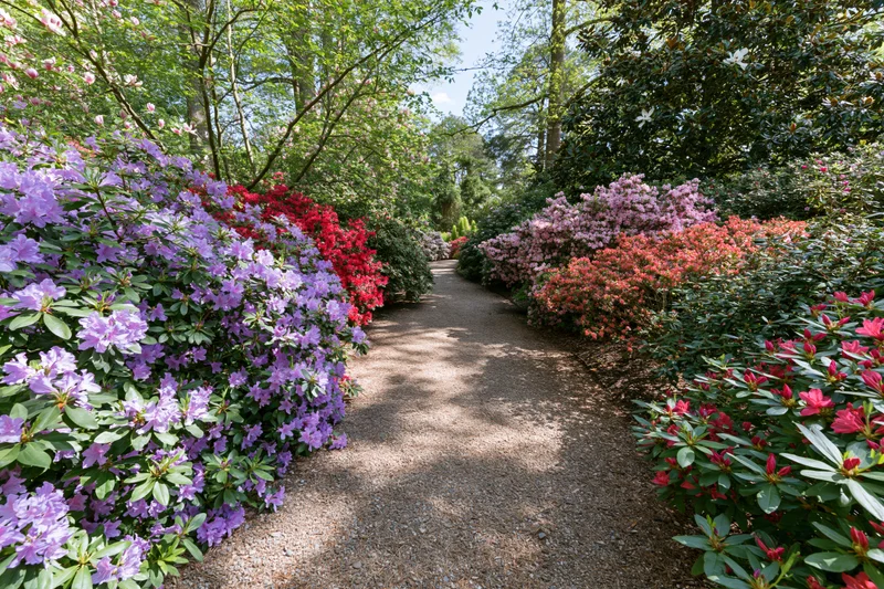 Gravel path winding through blooming rhododendron bushes in a garden