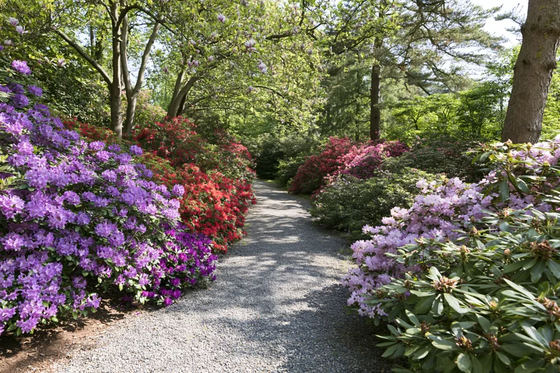Gravel path winding through blooming rhododendron bushes in a garden