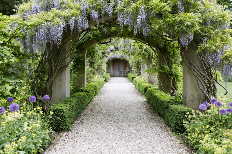 Gravel path leading through stone arches covered in blooming wisteria in a garden