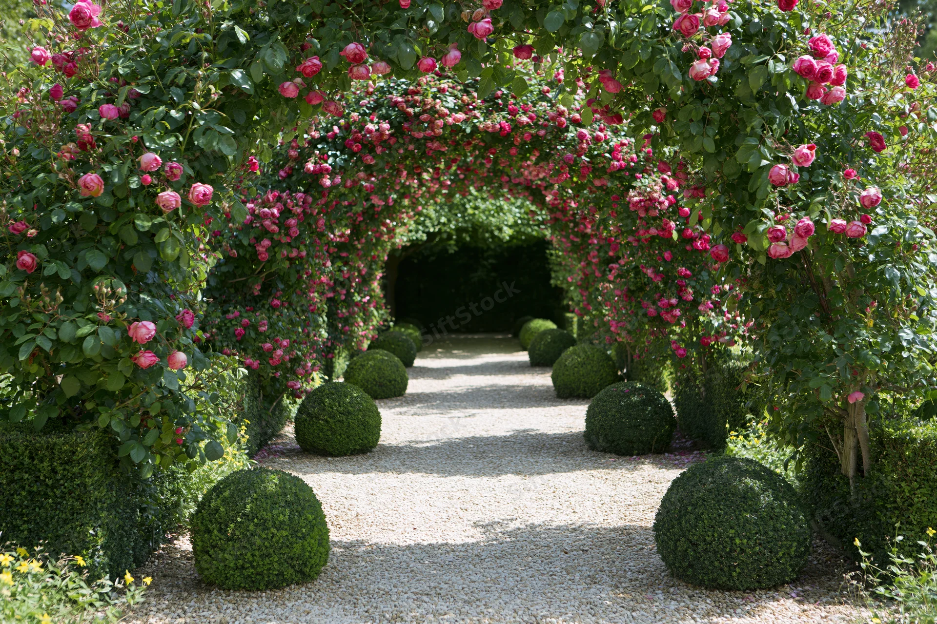 Gravel garden path lined with trimmed boxwood spheres receding under a rose-covered arch