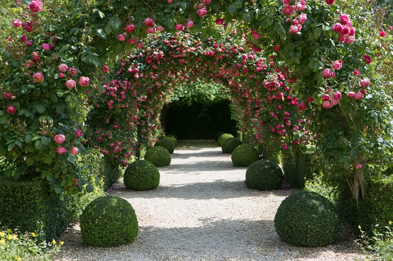 Gravel garden path lined with trimmed boxwood spheres receding under a rose-covered arch