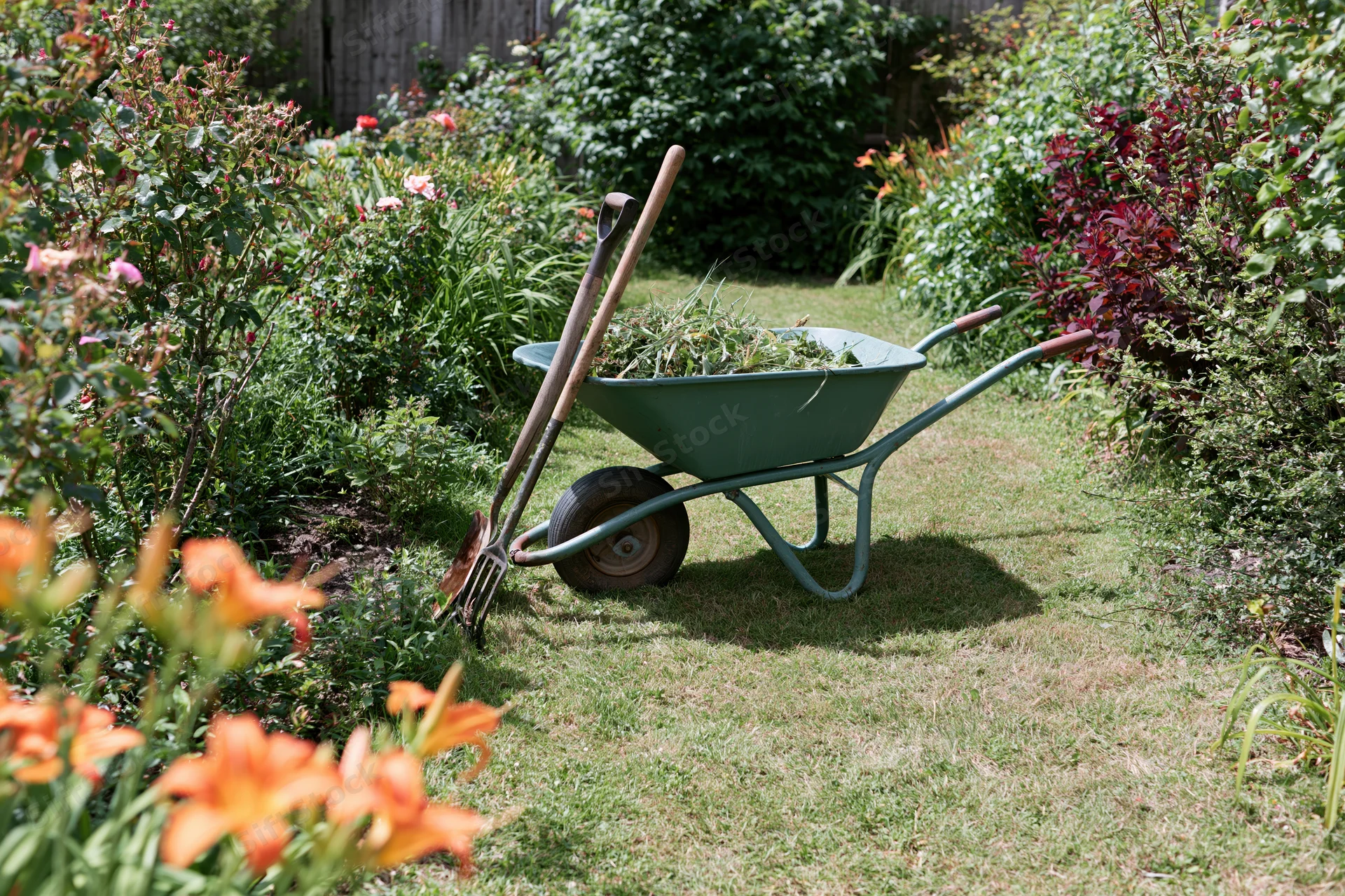 Green metal wheelbarrow filled with garden clippings on a grassy lawn surrounded by flowering plants and shrubs