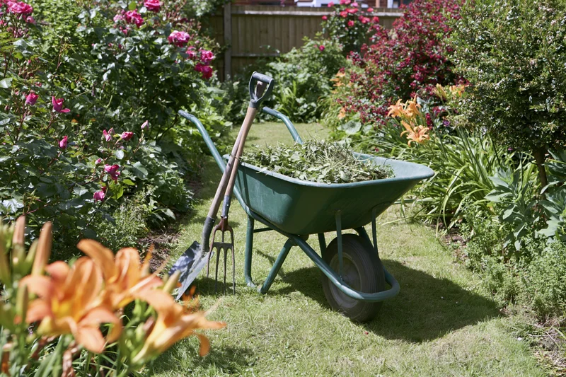 Green metal wheelbarrow filled with garden clippings on grass surrounded by blooming flowers and shrubs