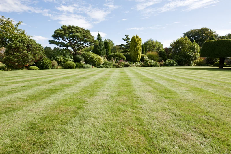 Striped lawn in an english country garden with trees and shrubs under a blue sky