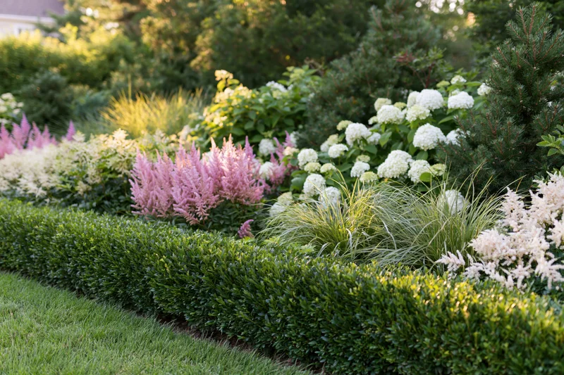 Layered garden border in full summer bloom with pink astilbe, white hydrangea, and green boxwood hedge along a lawn