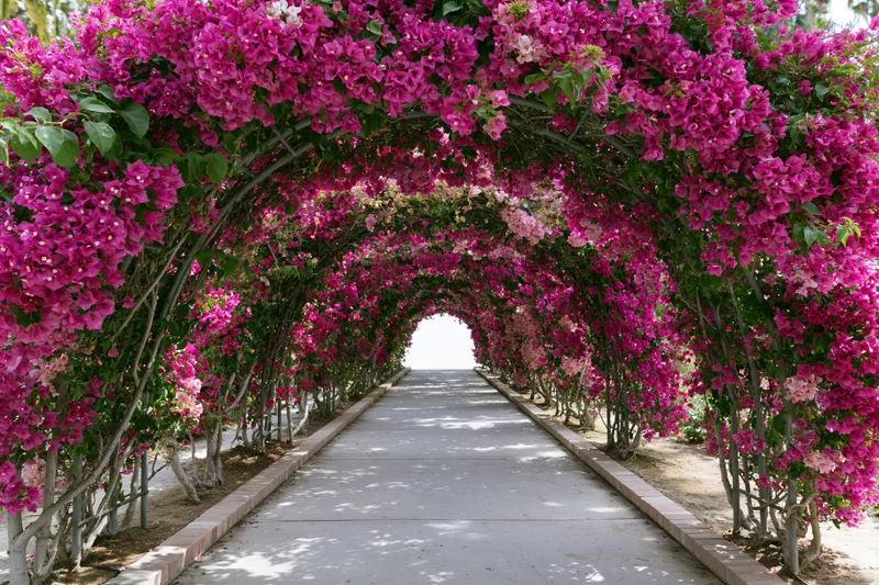 A long arched garden tunnel covered in dense pink and magenta bougainvillea flowers