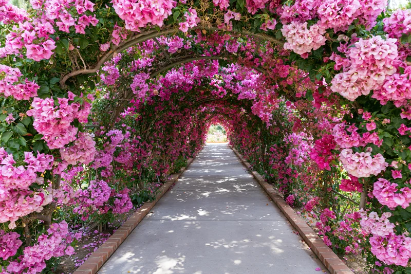 A long arched garden tunnel covered in dense pink and magenta bougainvillea flowers over a concrete pathway bordered by brick