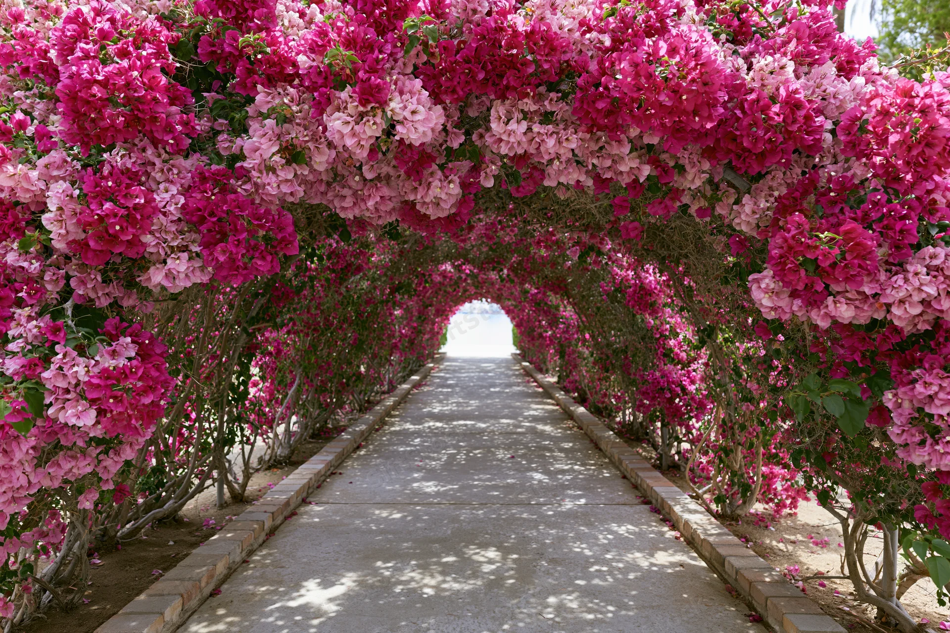 A long arched garden tunnel covered in dense pink and magenta bougainvillea flowers forming a floral arch over a paved pathway