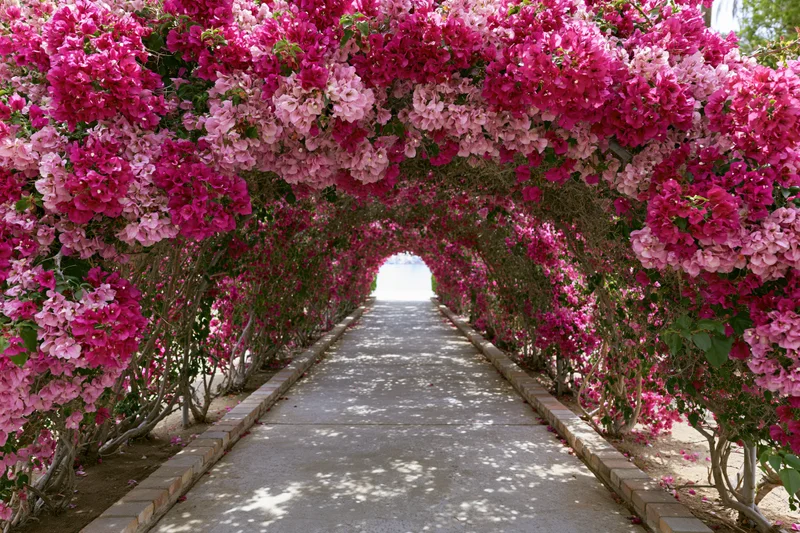 A long arched garden tunnel covered in dense pink and magenta bougainvillea flowers forming a floral arch over a paved pathway