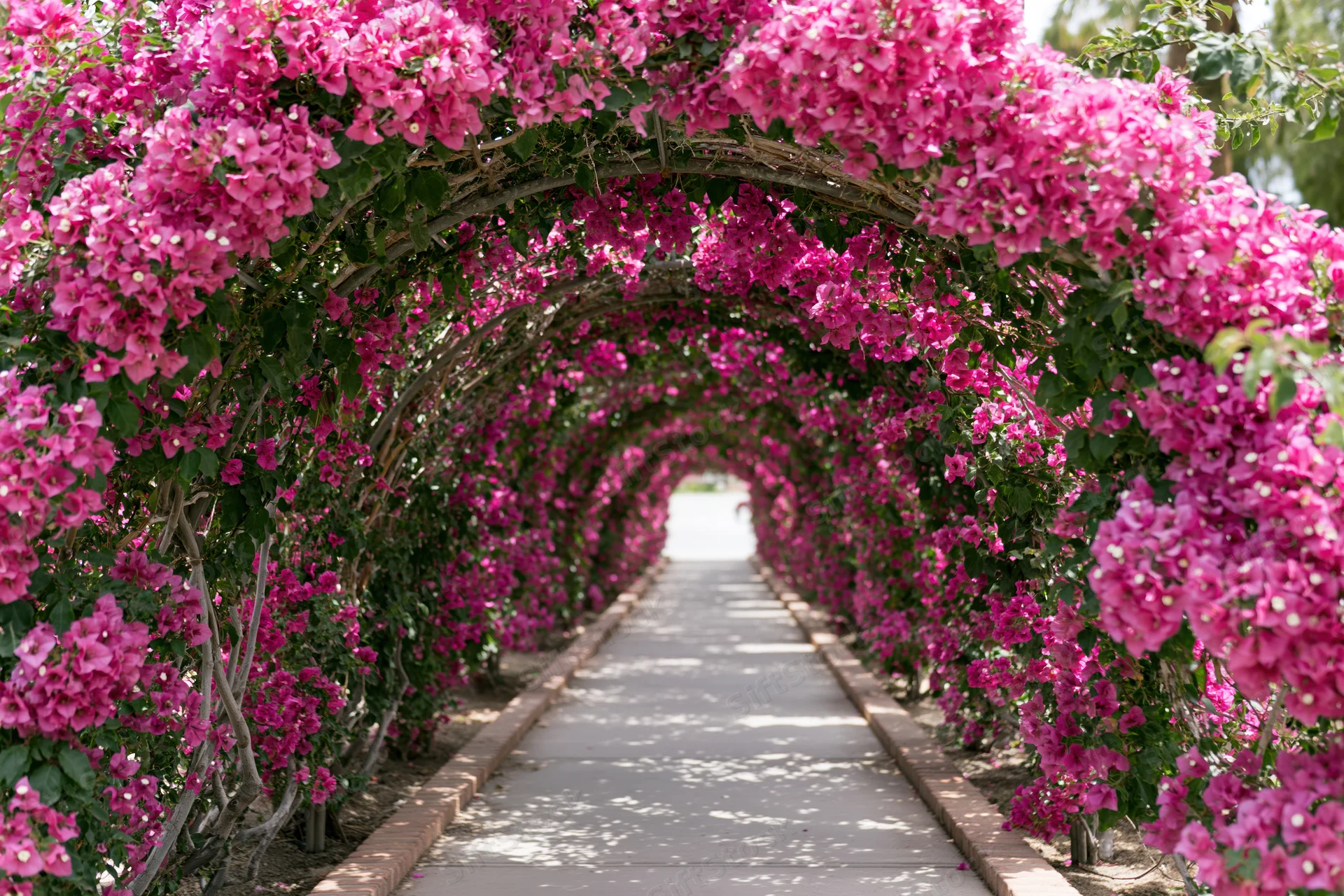A long arched garden tunnel covered in dense pink and magenta bougainvillea flowers forming a floral pathway